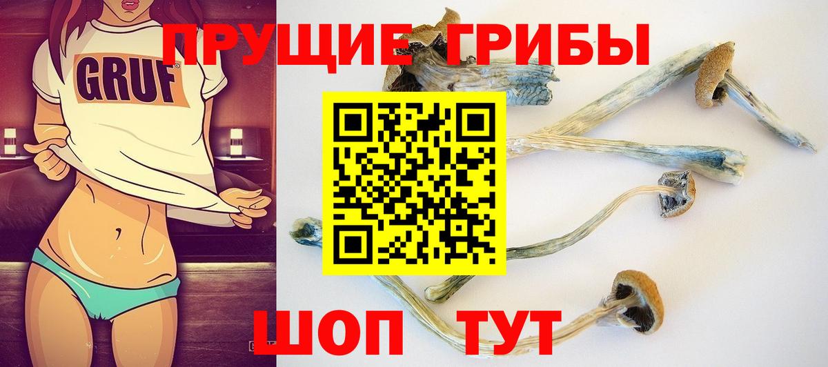 Псилоцибиновые грибы Psilocybine cubensis Ногинск